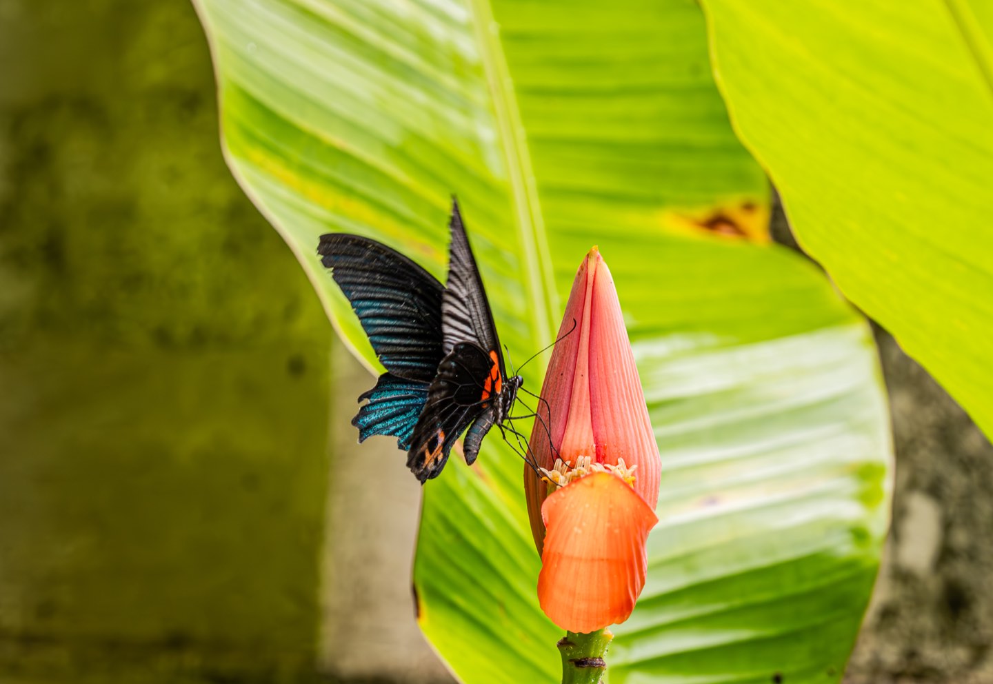 清迈 第 5 张照片